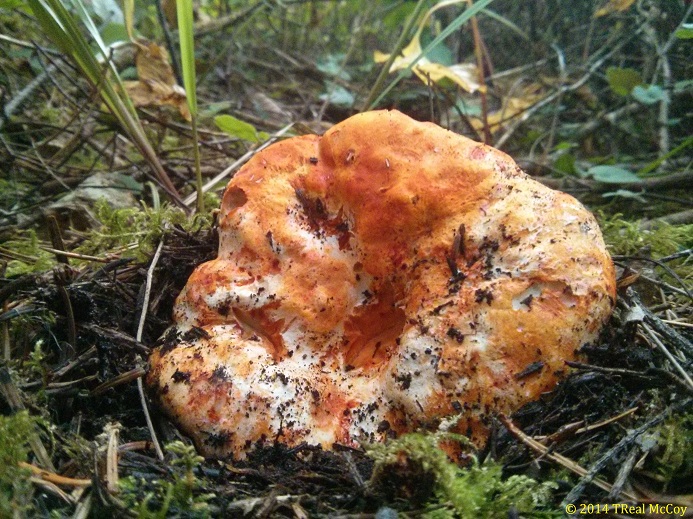 Lobster Mushroom (Hypomyces lactifluorum)